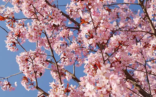 Kirsikkapuu kukassaan keväällä